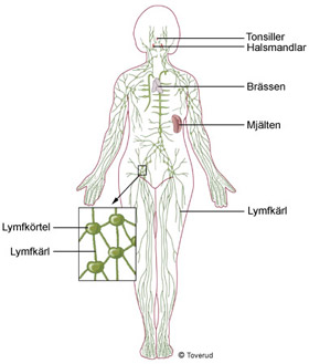 Lymfsystem med lymfnoder